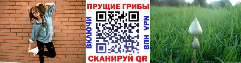Псилоцибиновые грибы мицелий Лесосибирск